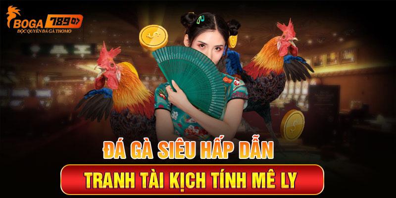 Đá gà siêu hấp dẫn với những trận tranh tài kịch tính