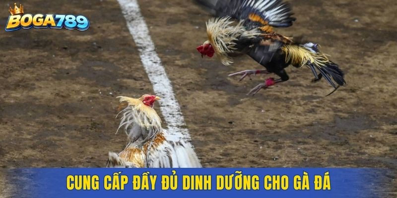 Cung cấp đầy đủ dinh dưỡng cho gà đá