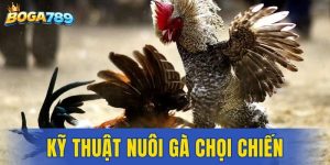 Kỹ thuật nuôi gà chọi chiến