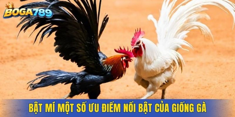 Bật mí một số ưu điểm nổi bật của giống gà
