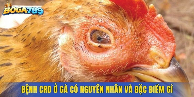 Bệnh CRD ở gà có nguyên nhân và đặc điểm gì