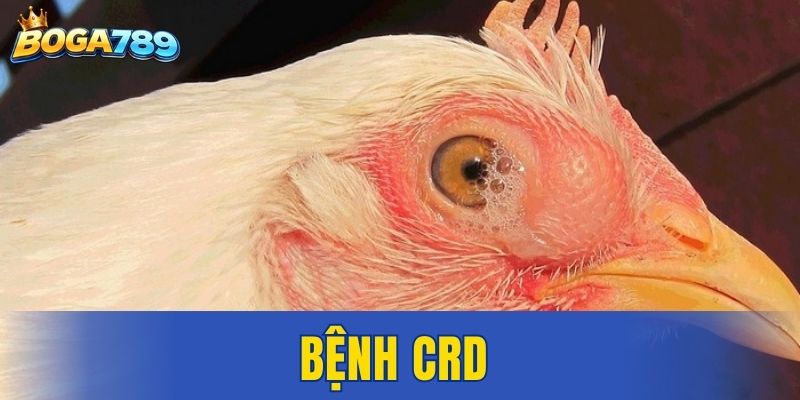 bệnh CRD