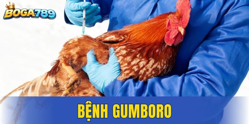 Gà Gumboro