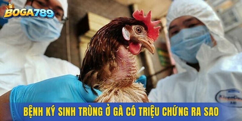 Bệnh ký sinh trùng ở gà có triệu chứng ra sao