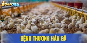 bệnh thương hàn gà