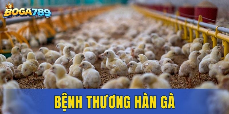 bệnh thương hàn gà
