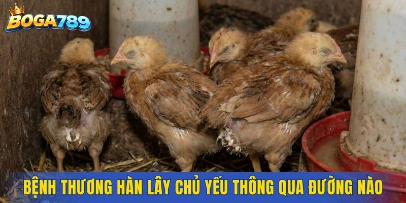 Bệnh thương hàn lây chủ yếu thông qua đường nào