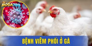 bệnh viêm phổi ở gà