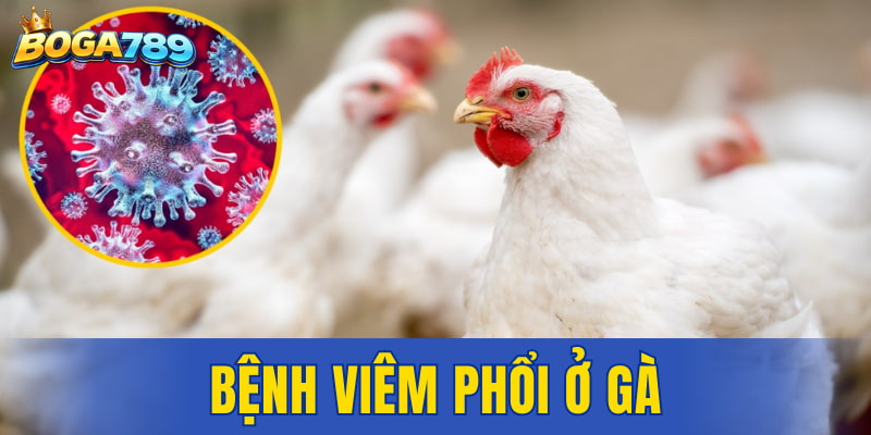 bệnh viêm phổi ở gà