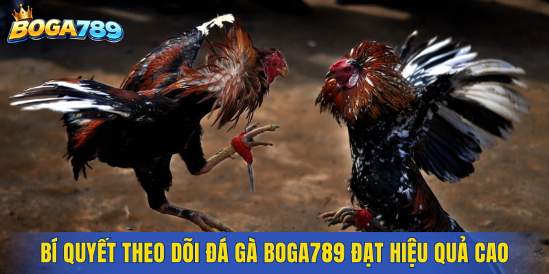 Bí quyết giúp việc theo dõi đá gà Boga789 đạt hiệu quả cao