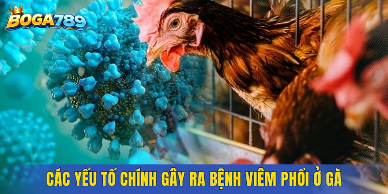 Biểu hiện thường gặp và các yếu tố chính gây ra bệnh viêm phổi ở gà