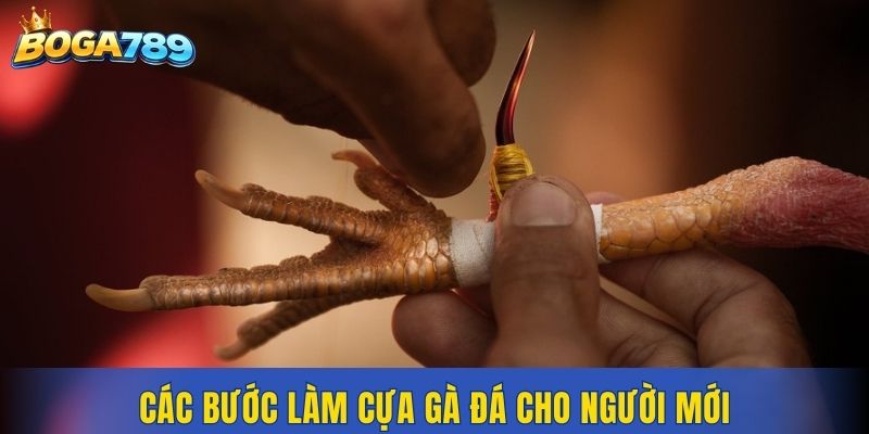 Các bước làm cựa gà đá cho người mới