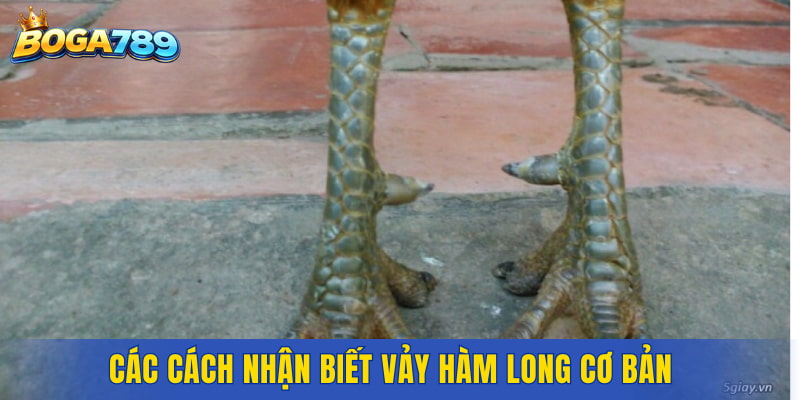 Các cách nhận biết Vảy Hàm Long cơ bản