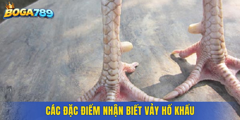 Các đặc điểm nhận biết vảy Hổ Khẩu