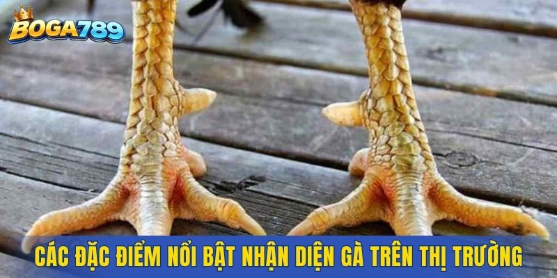 Các đặc điểm nổi bật nhận diện gà trên thị trường