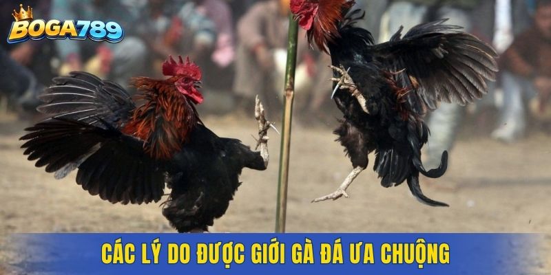 Các lý do được giới gà đá ưa chuộng 