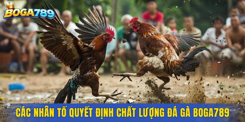 Các nhân tố then chốt quyết định chất lượng đá gà Boga789