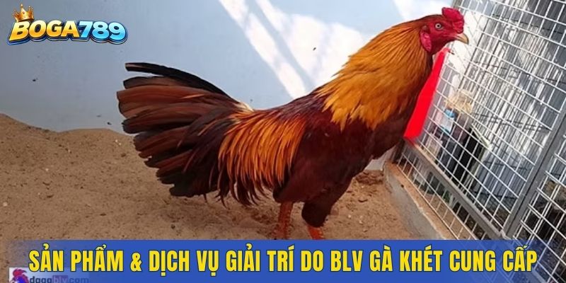 Các sản phẩm và dịch vụ giải trí do bình luận viên gà khét cung cấp