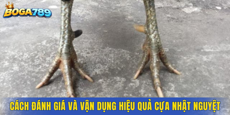Cách đánh giá đúng và vận dụng hiệu quả cựa Nhật Nguyệt