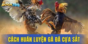 Cách huấn luyện gà đá cựa sắt