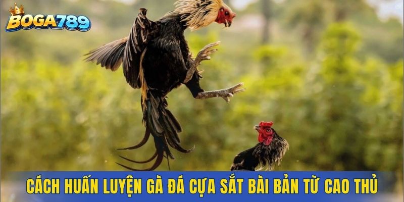 Cách huấn luyện gà đá cựa sắt bài bản từ cao thủ