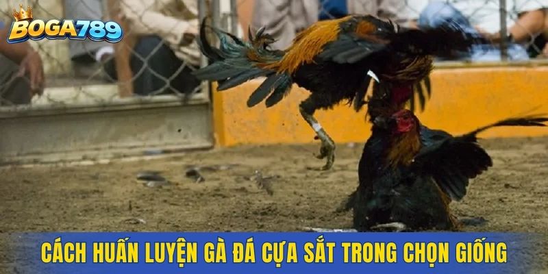 Hướng dẫn cách huấn luyện gà đá cựa sắt trong chọn giống