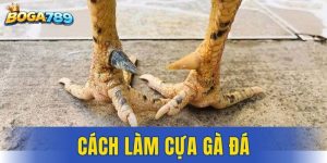 Cách làm cựa gà đá
