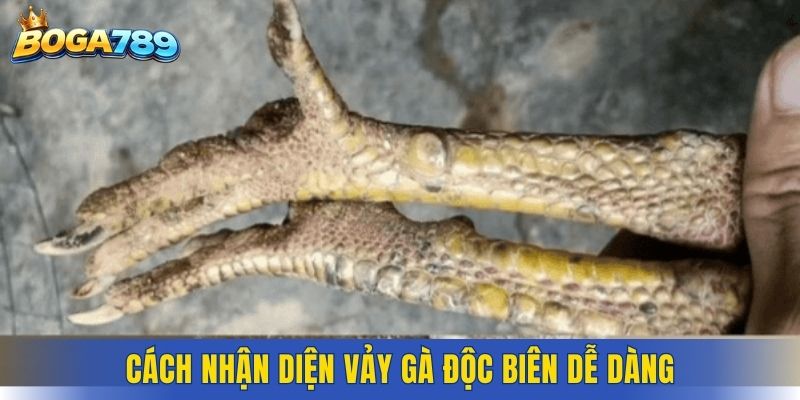 Cách nhận diện vảy gà độc biên dễ dàng