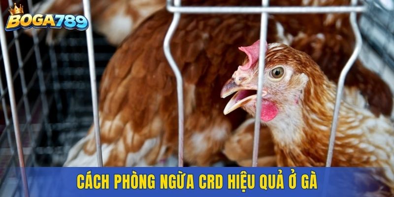 Cách phòng ngừa CRD hiệu quả ở gà