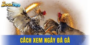 cách xem ngày đá gà