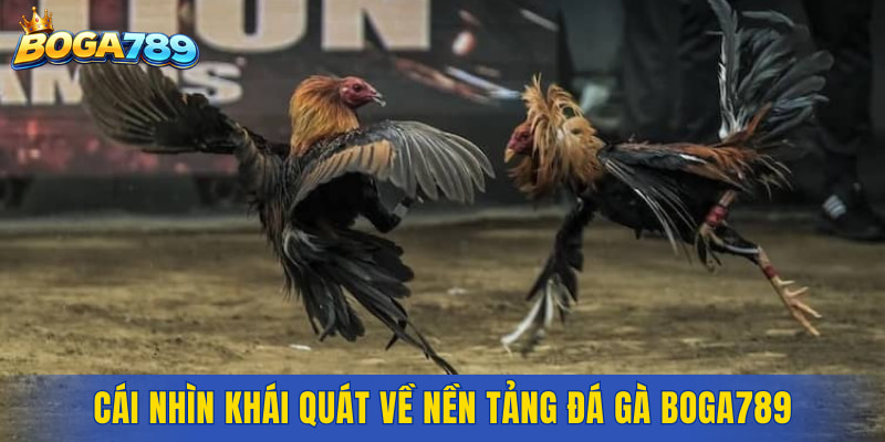 Cái nhìn khái quát về nền tảng đá gà Boga789