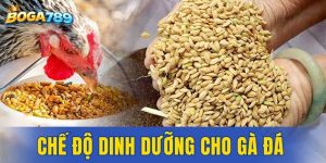 chế độ dinh dưỡng cho gà đá