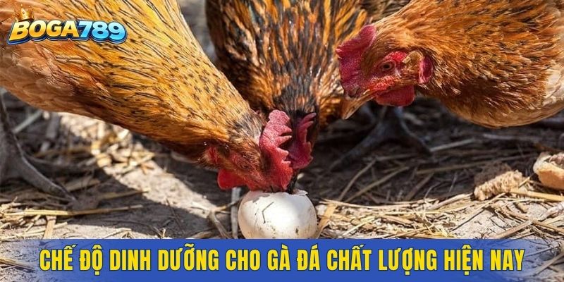 Chế độ dinh dưỡng cho gà đá chất lượng hiện nay
