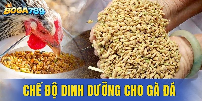 chế độ dinh dưỡng cho gà đá