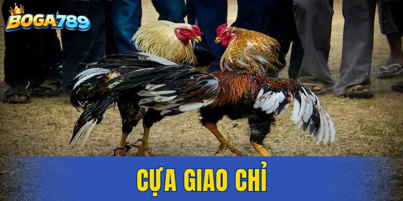 cựa giao chỉ