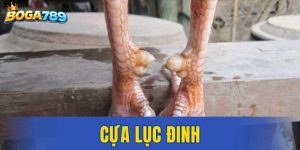 Cựa Lục Đinh