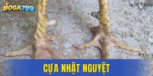 cựa Nhật Nguyệt