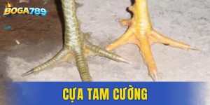 Cựa Tam Cường