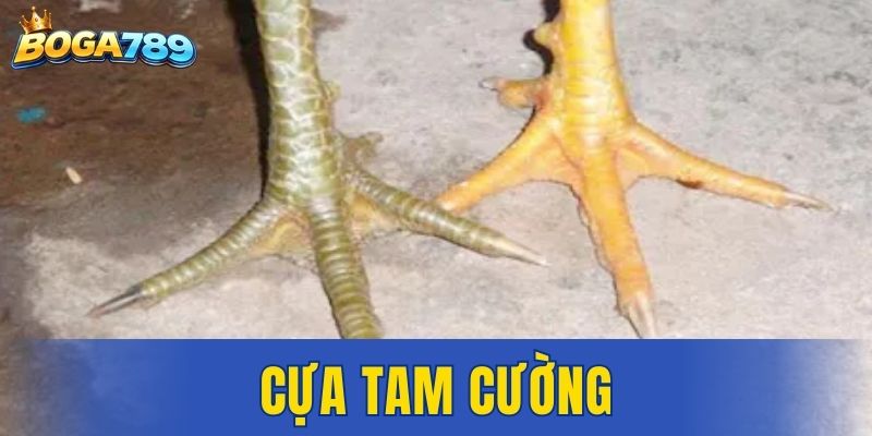 Cựa Tam Cường