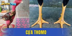 cựa Thomo