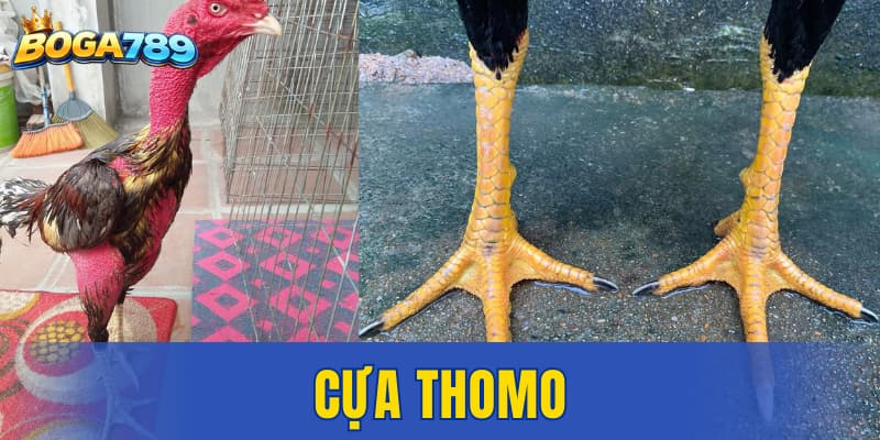 cựa Thomo
