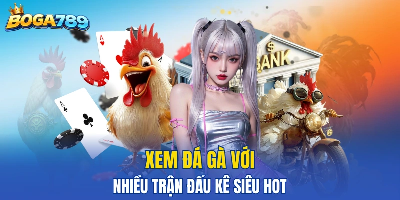 Xem đấu kê với nhiều trận đá kê cực hot