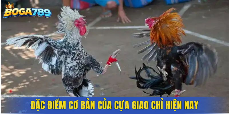 Đặc điểm cơ bản của cựa giao chỉ hiện nay