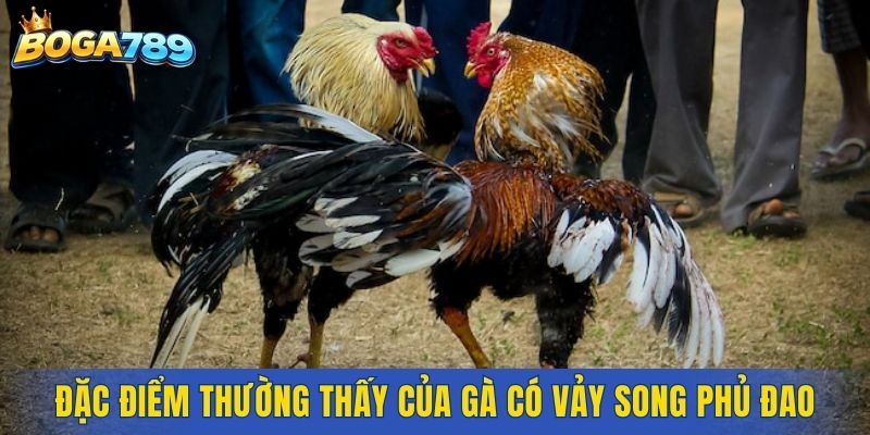 Đặc điểm thường thấy của gà sở hữu vảy song phủ đao