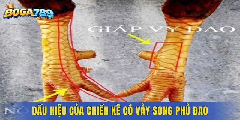 Dấu hiệu của chiến kê có vảy song phủ đao