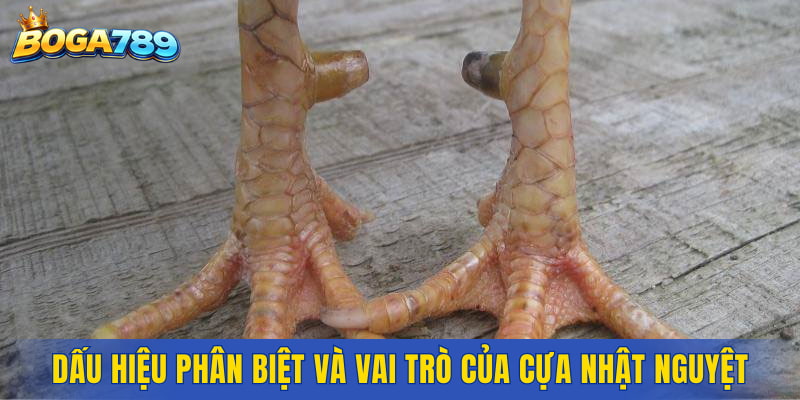 Dấu hiệu phân biệt và vai trò thực tiễn của cựa Nhật Nguyệt