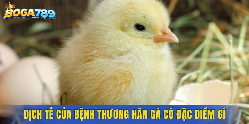 Dịch tễ của bệnh thương hàn gà có đặc điểm gì