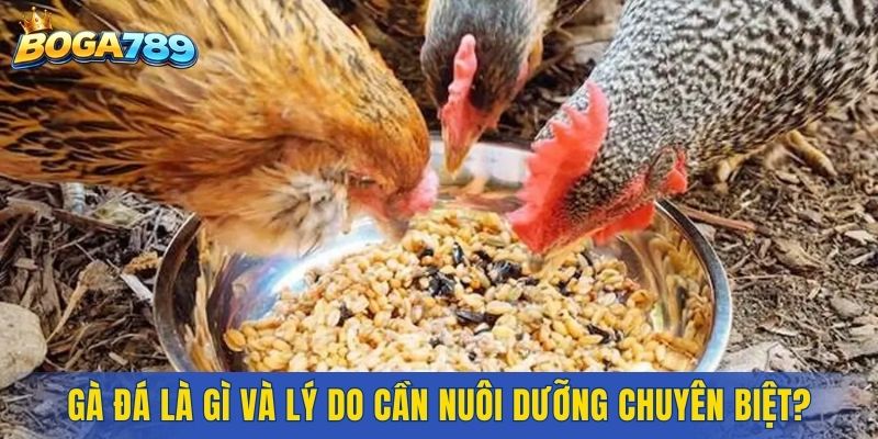 Gà đá là gì và lý do cần nuôi dưỡng chuyên biệt?