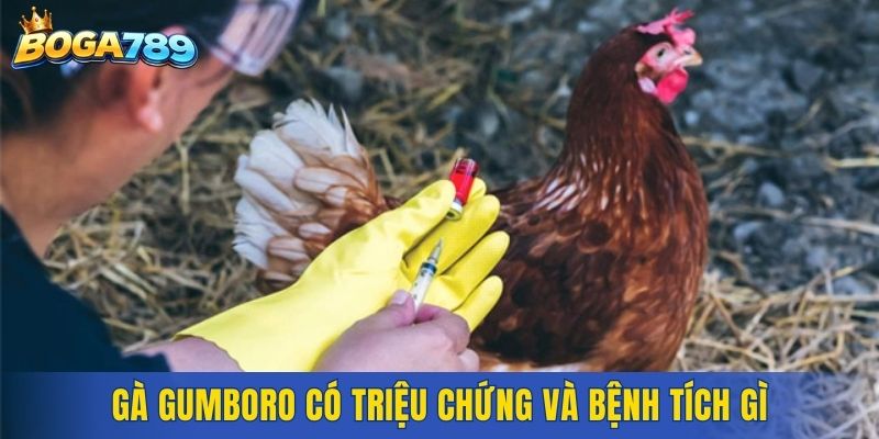 Gà Gumboro có triệu chứng và bệnh tích gì