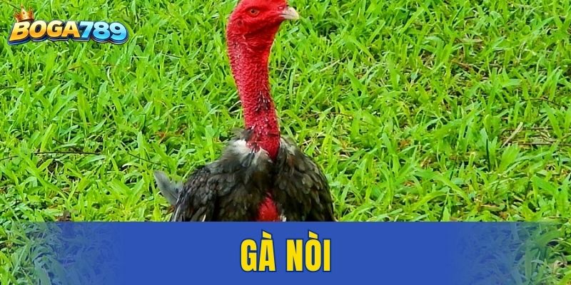Gà nòi